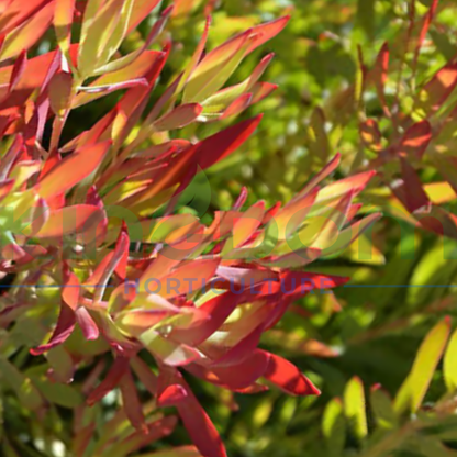 Leucadendron salignum 'Cheeky'