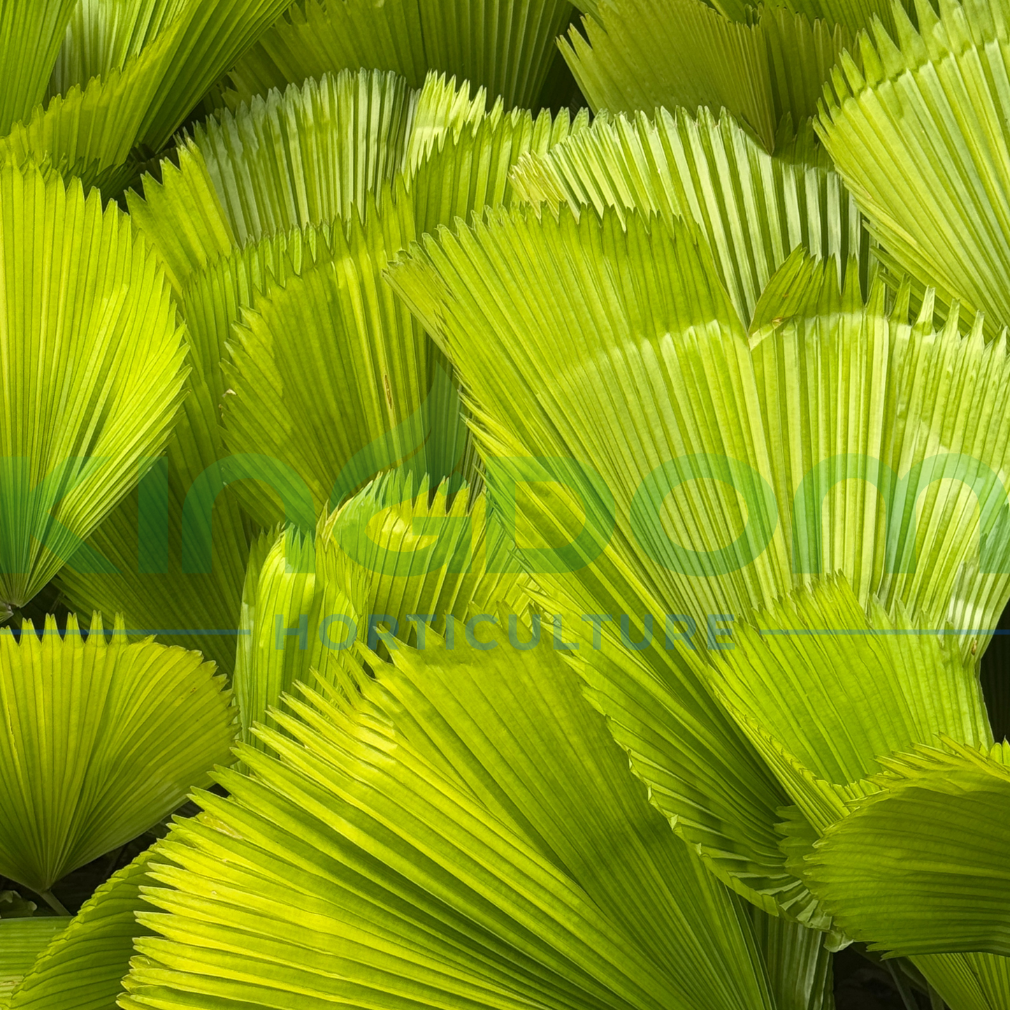 Licuala elegans 'Australian Fan Palm' Kingdom Horticulture