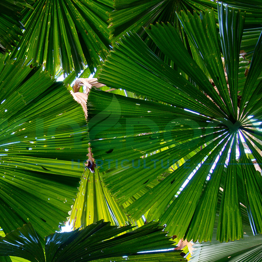 Licuala ramsayi 'Australian Fan Palm' Kingdom Horticulture
