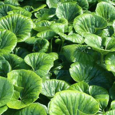 Ligularia dentata reniformis 'Tractor Seat Plant' | Multiple Sizes - Kingdom Horticulture