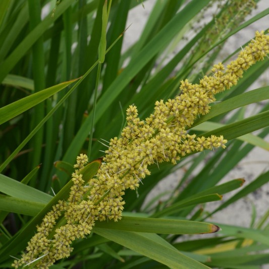 Lomandra longifolia Kingdom Horticulture