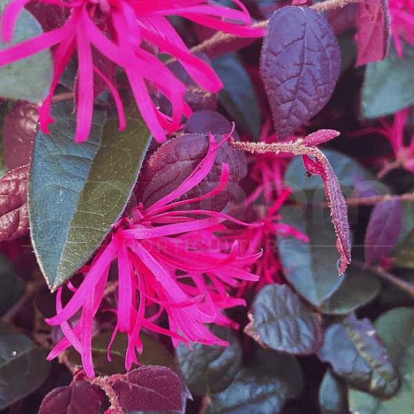 Loropetalum chinense 'Plum Gorgeous'  | Multiple Sizes - Kingdom Horticulture