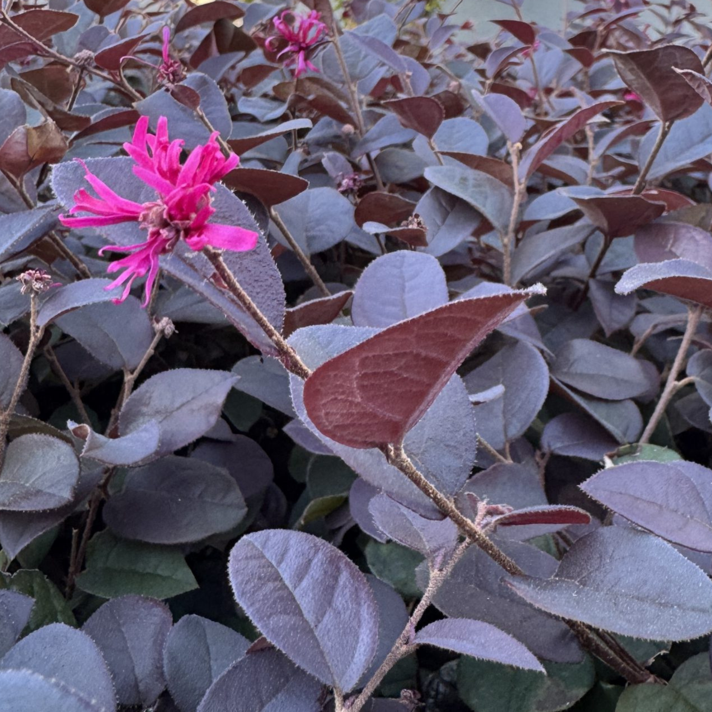 Loropetalum chinense 'Purple Pixie' Kingdom Horticulture