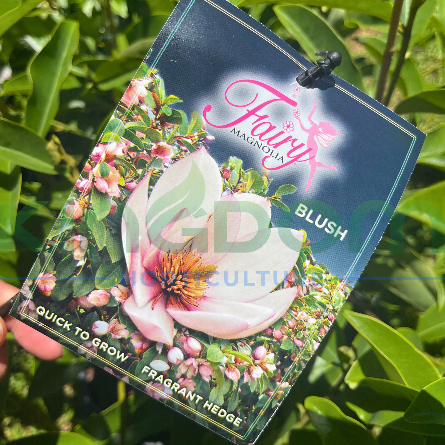 Magnolia Fairy Series 'Blush' Kingdom Horticulture