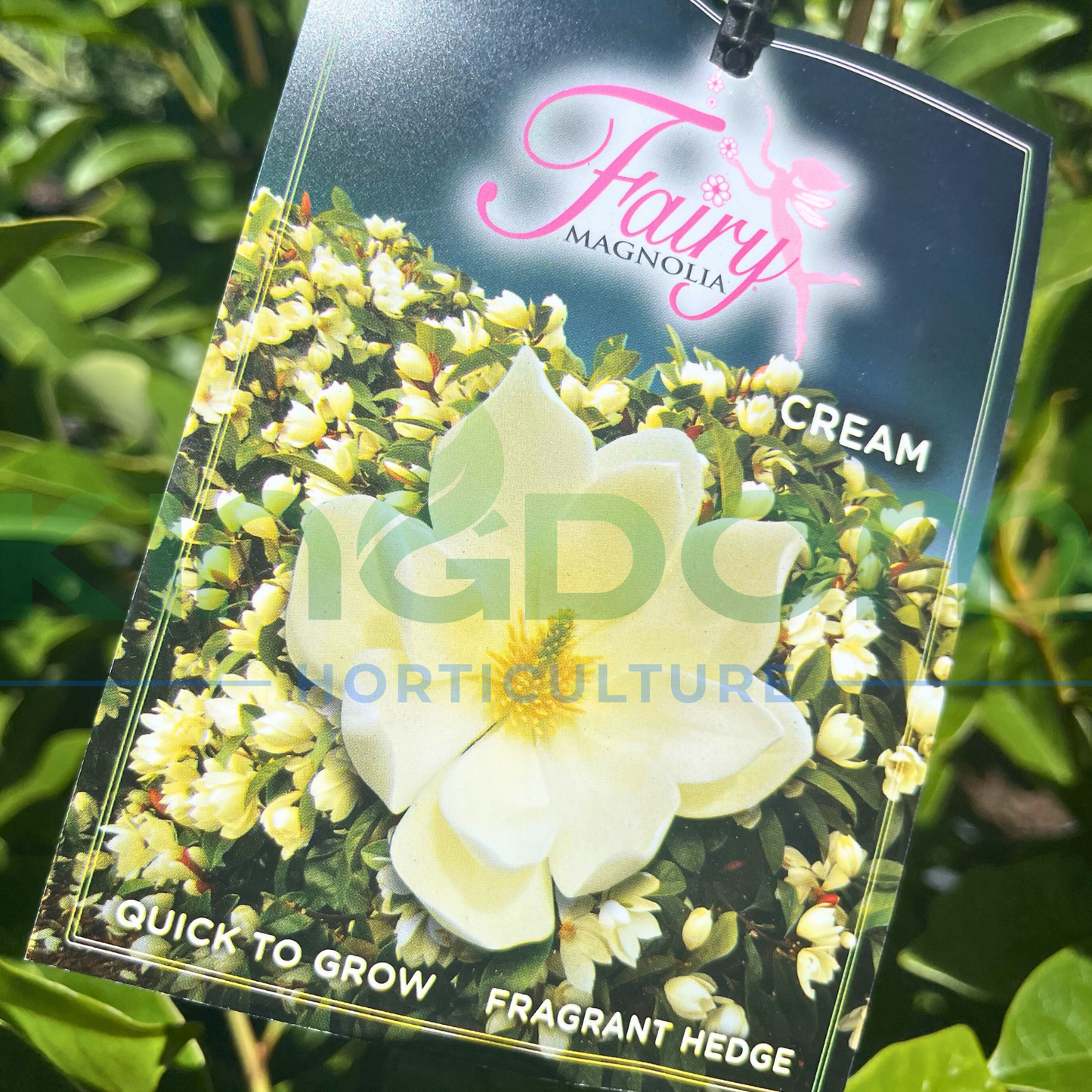 Magnolia Fairy Series 'Cream' Kingdom Horticulture
