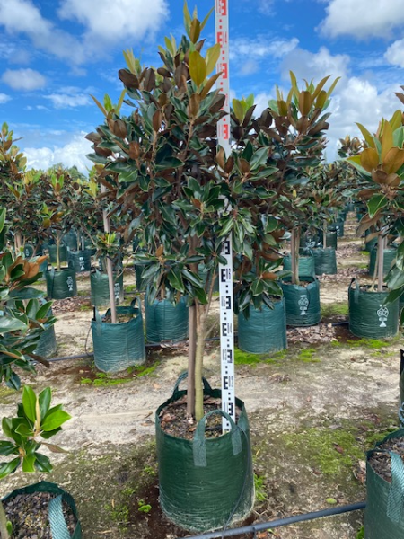 Magnolia grandiflora 'Little Gem' | Multiple Sizes Kingdom Horticulture