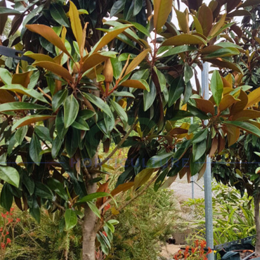Magnolia grandiflora 'Sweet 'n' Neat' | Multiple Sizes Kingdom Horticulture