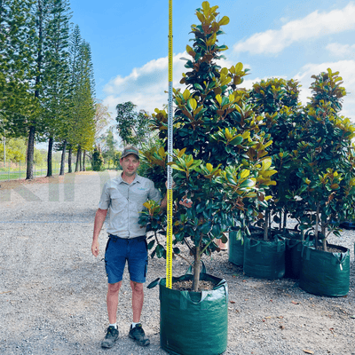 Magnolia grandiflora 'Teddy Bear' | Multiple Sizes - Kingdom Horticulture