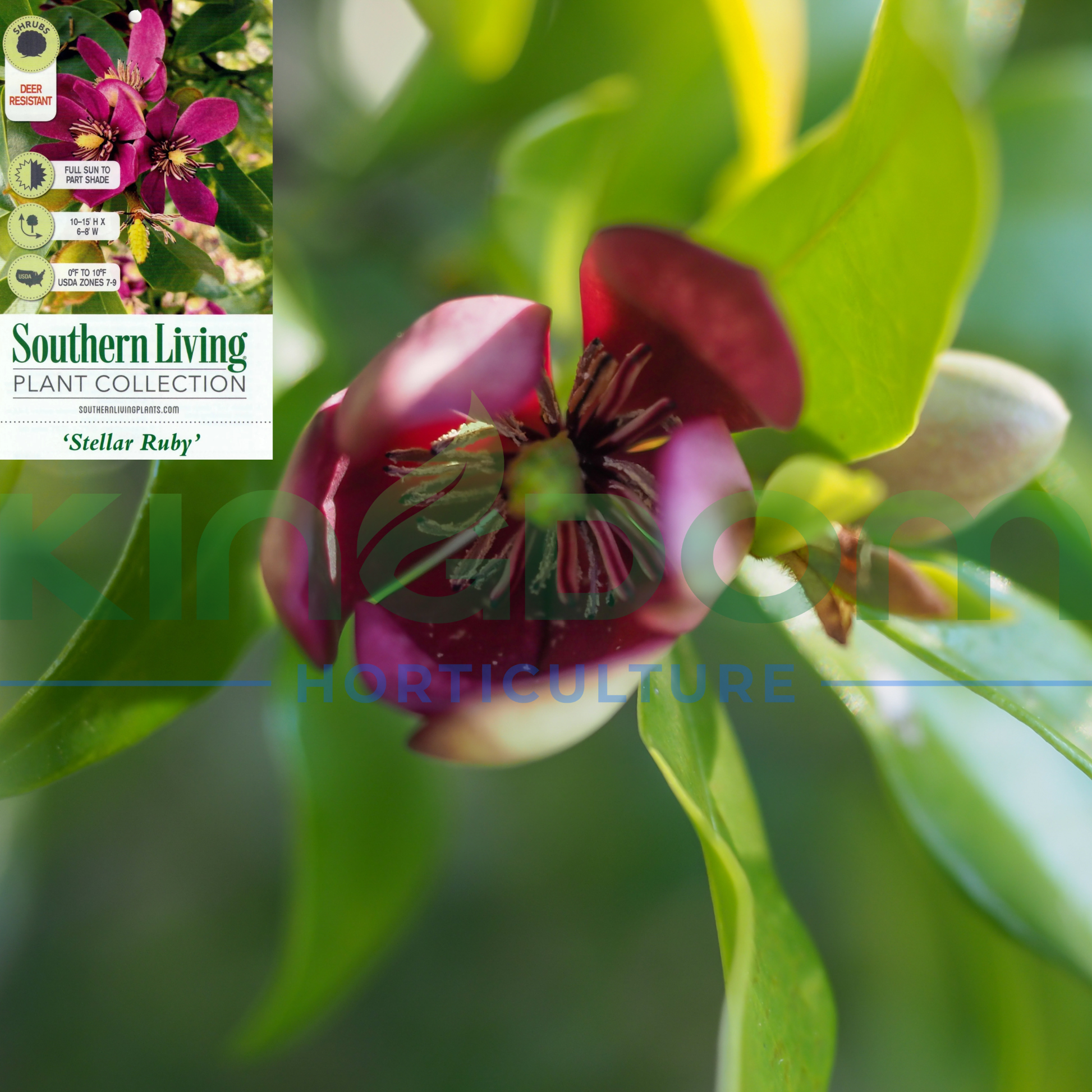 Kingdom Horticulture