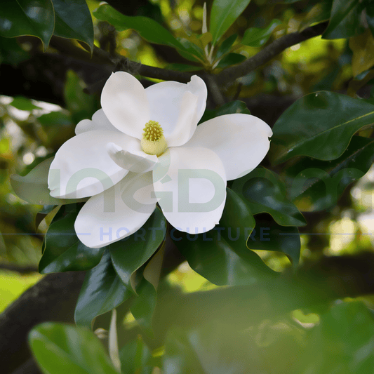 Kingdom Horticulture