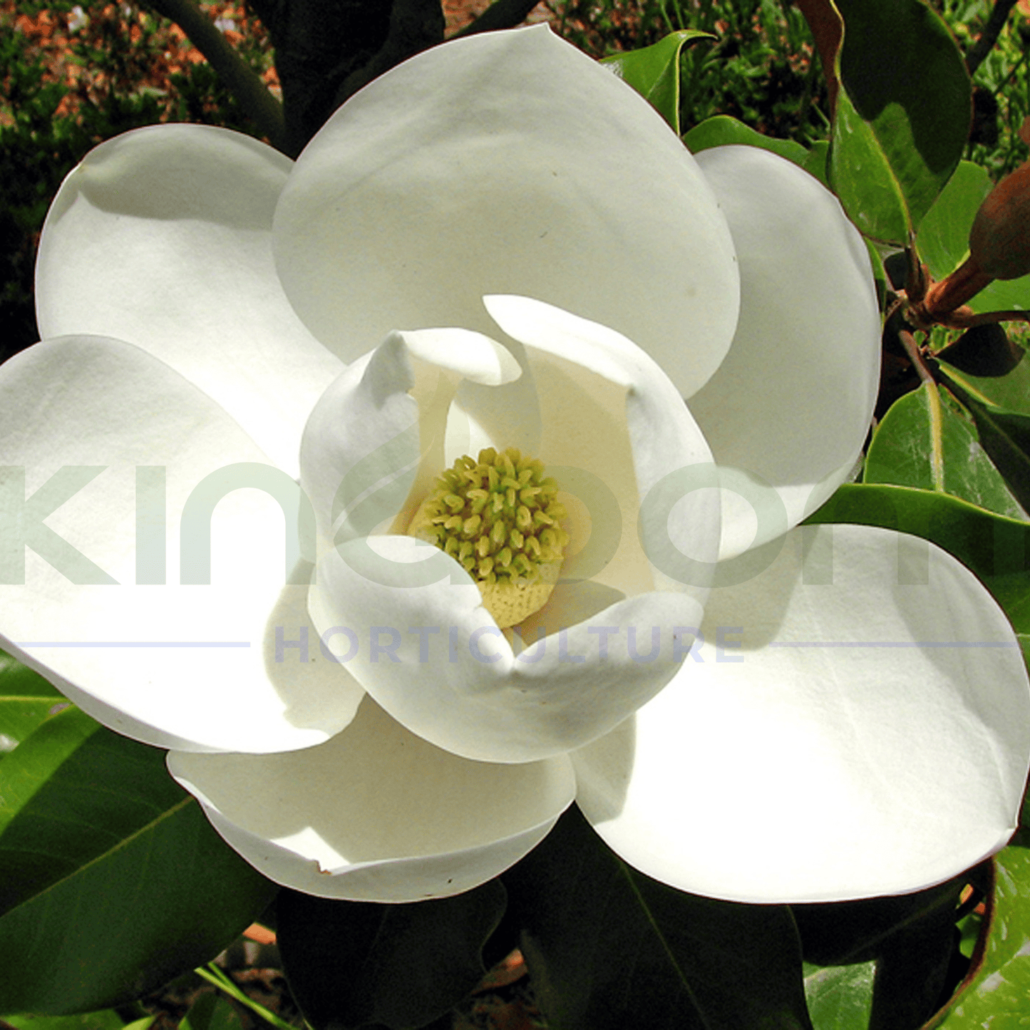 Magnolia grandiflora 'Coolwyn Gloss' - Kingdom Horticulture Kingdom Horticulture