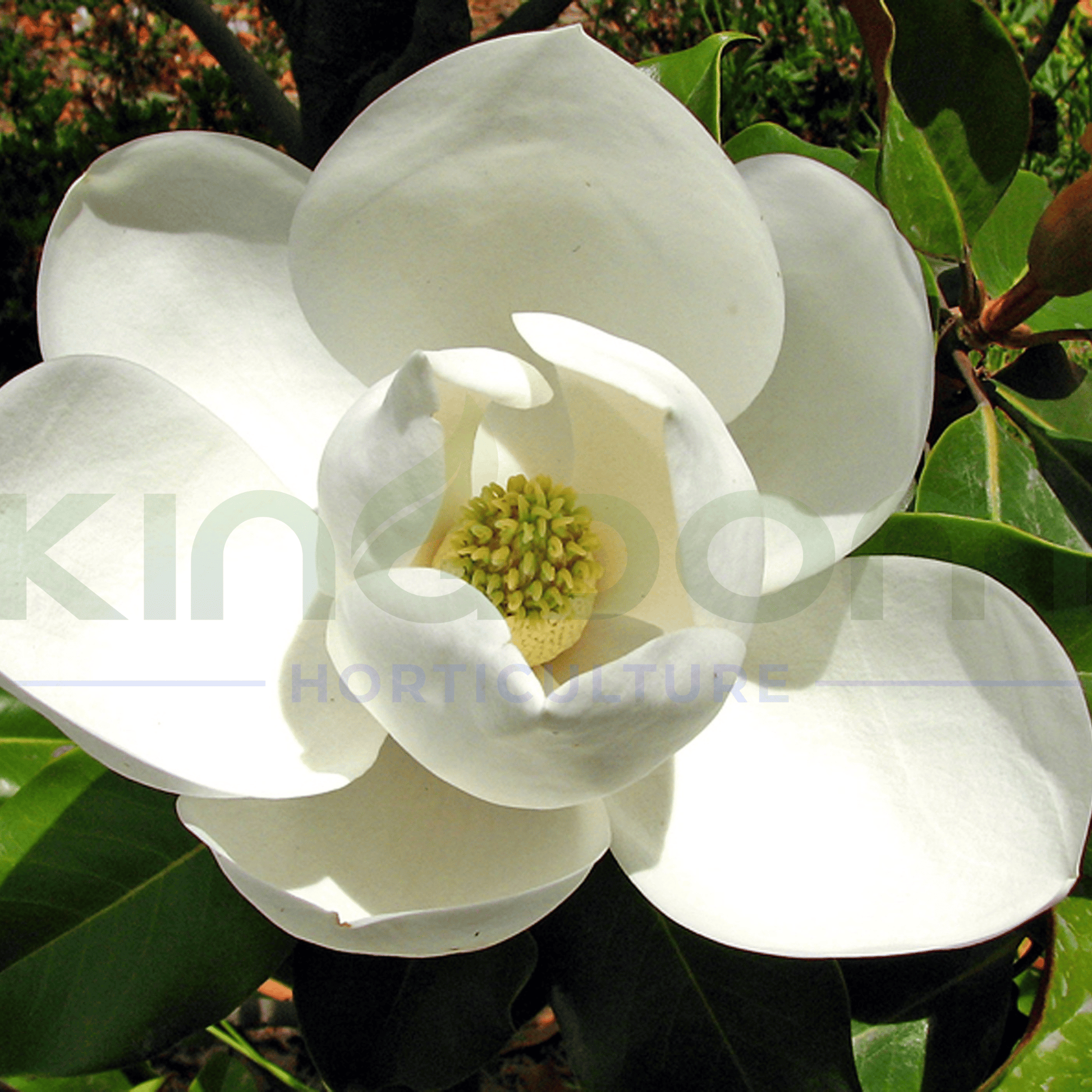 Magnolia grandiflora 'Coolwyn Gloss' - Kingdom Horticulture