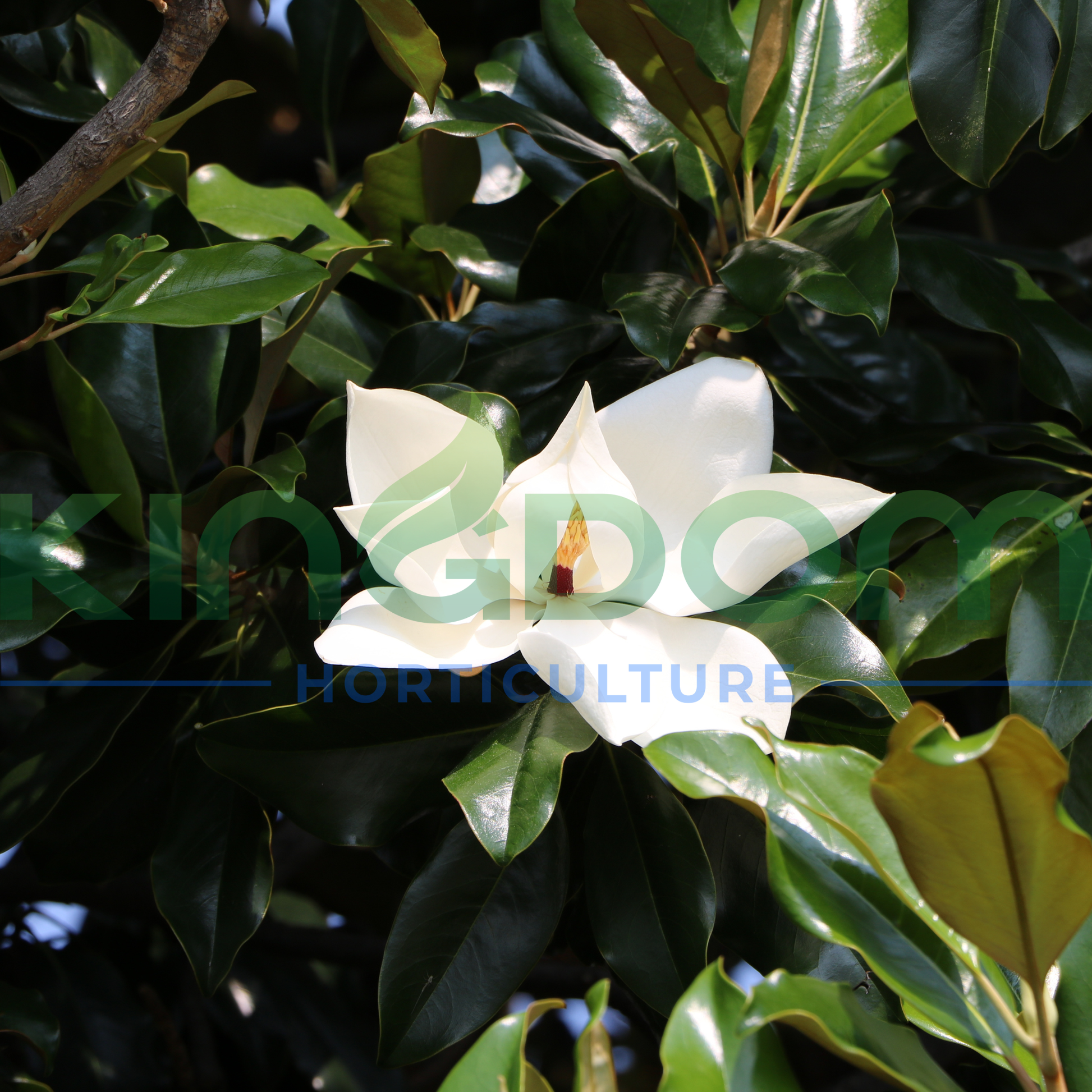 Kingdom Horticulture