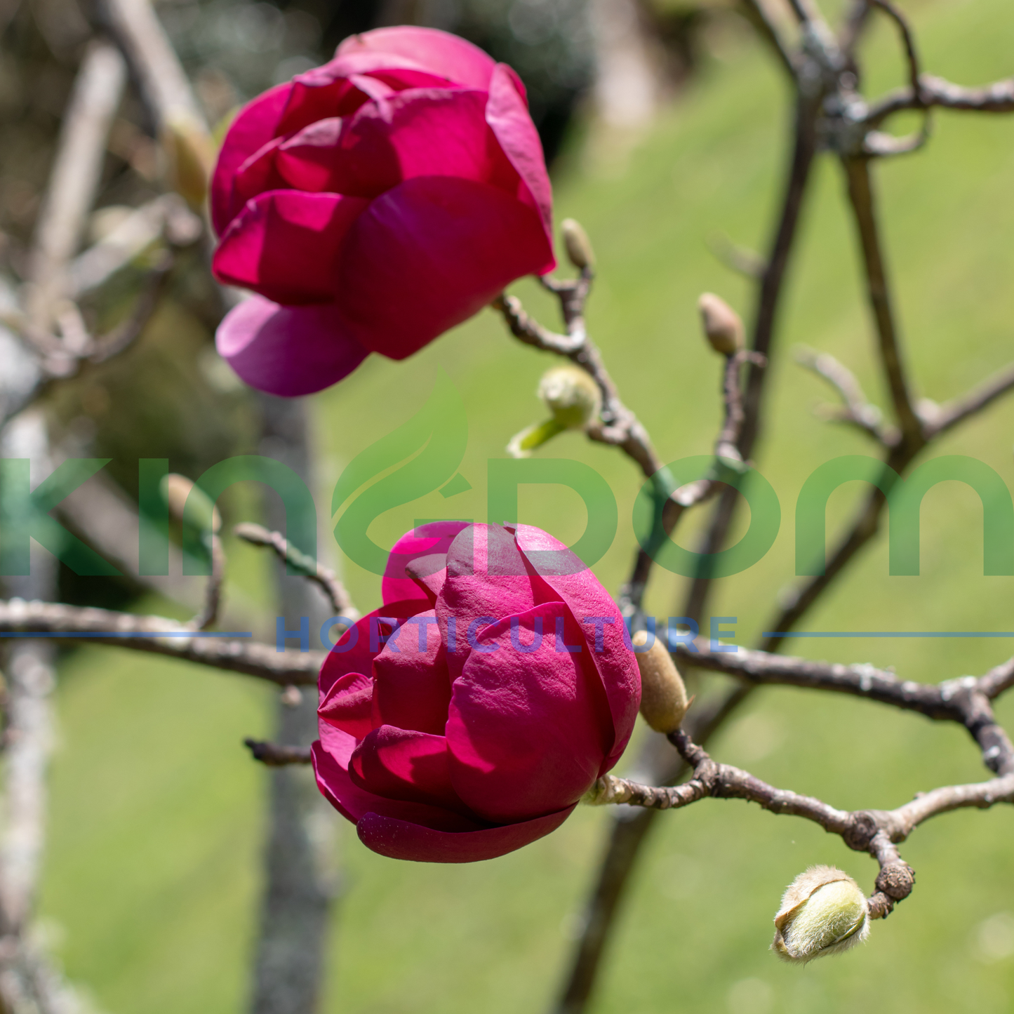 Magnolia × soulangeana ‘Black Tulip’ Kingdom Horticulture