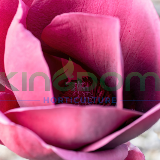 Magnolia x soulangeana 'Genie' Kingdom Horticulture