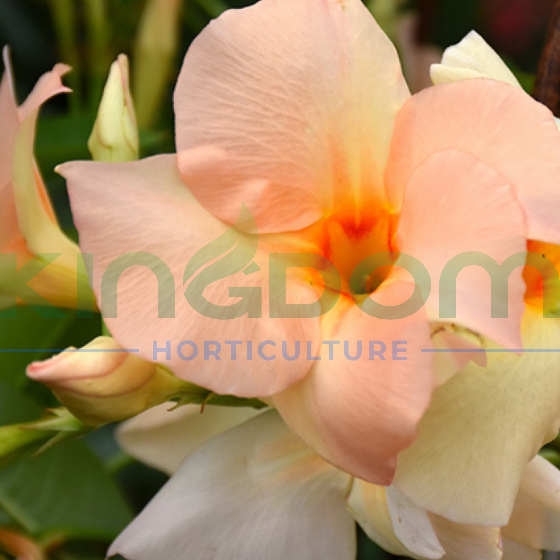 Kingdom Horticulture