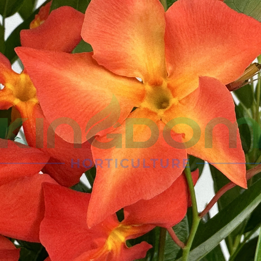 Mandevilla Sun Parasol® Fired Up Orange Kingdom Horticulture
