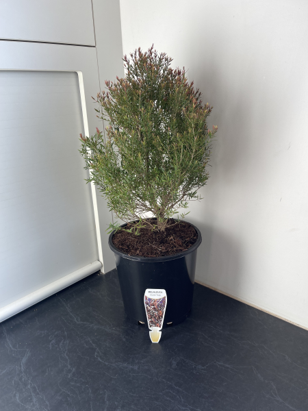 Melaleuca linariifolia "Claret Tops" | Multiple Sizes Kingdom Horticulture