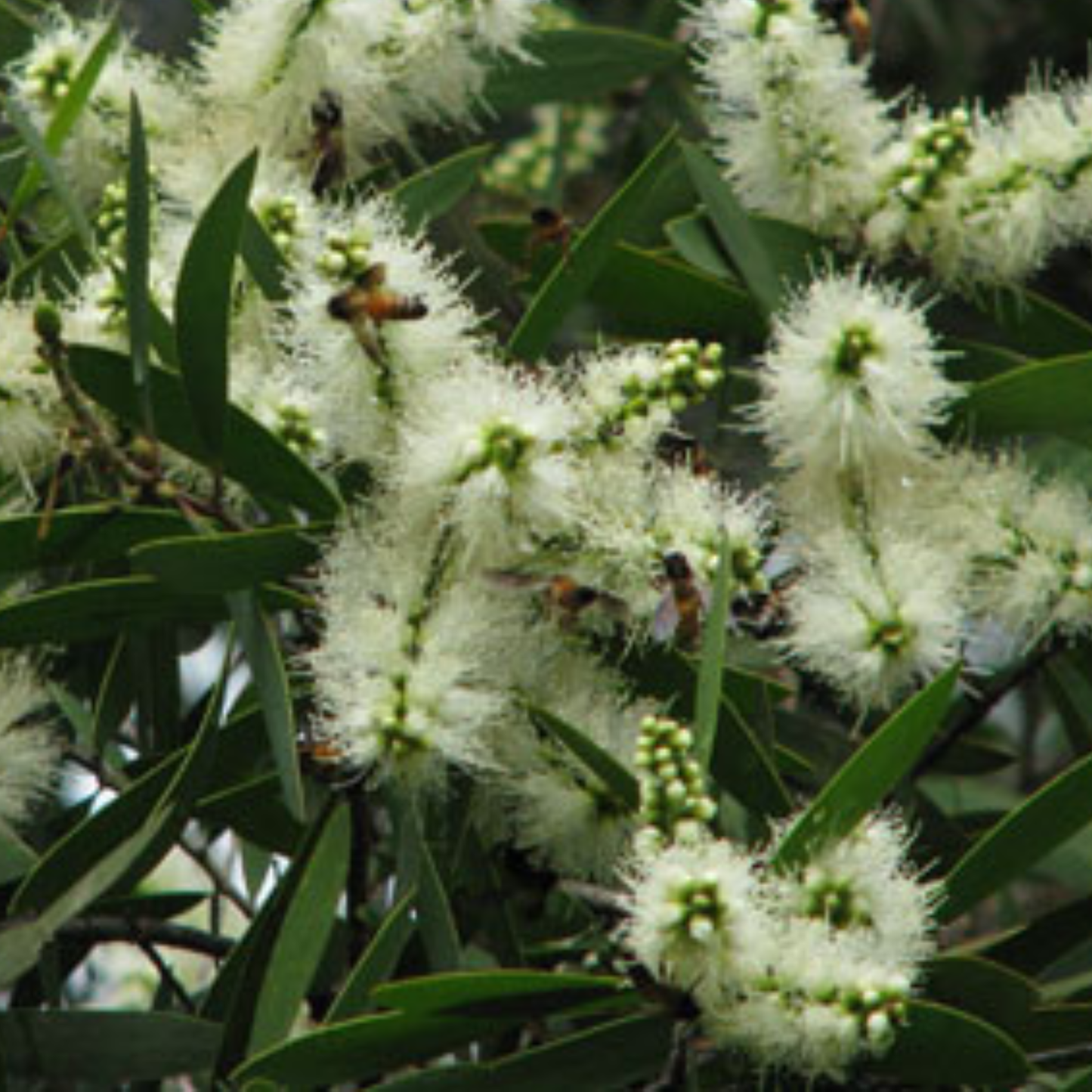 Melaleuca leucadendra 'Broad Leaf' Kingdom Horticulture