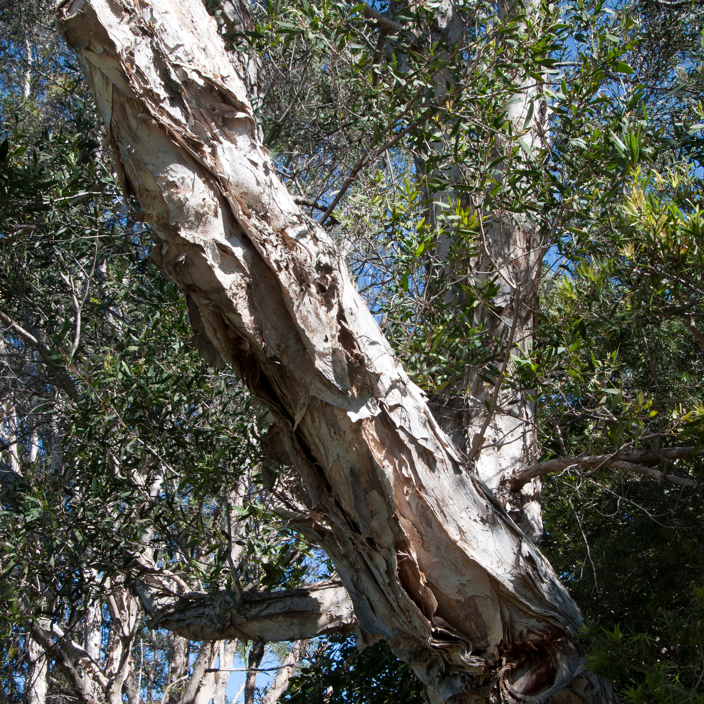 Melaleuca quinquenervia ' Broad Leaf Paperbark' Kingdom Horticulture