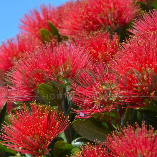 Metrosideros vitiensis 'Fiji Fire' Kingdom Horticulture