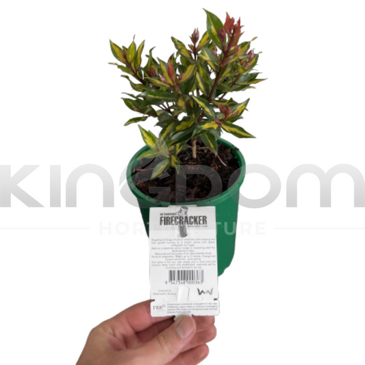 Metrosideros collina ‘Firecracker’ Kingdom Horticulture