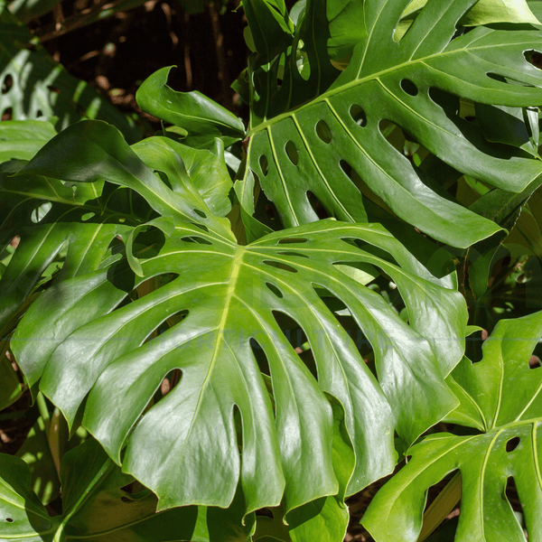 Monstera deliciosa 'Fruit Salad Plant' | Multiple Sizes - Kingdom Horticulture