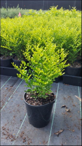 Murraya paniculata "Min a Min" | Multiple Sizes Kingdom Horticulture