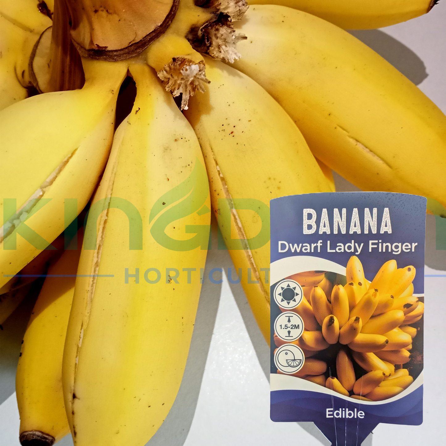 Musa acuminata | Dwarf Lady Finger Banana Kingdom Horticulture