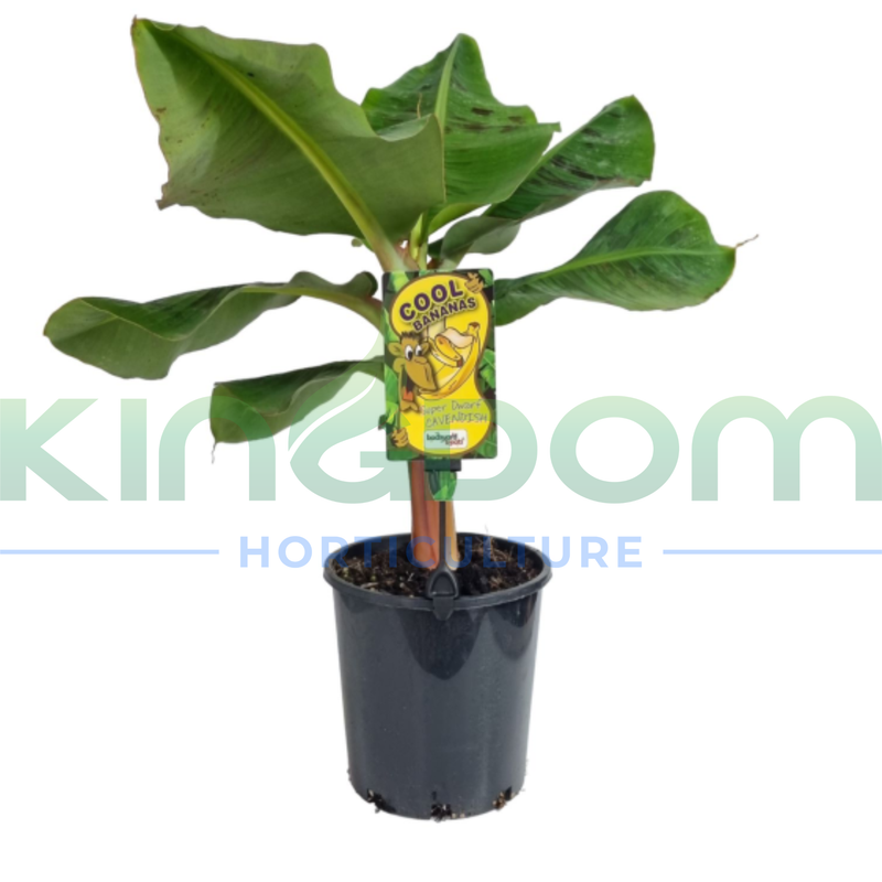 Musa acuminata | Super Dwarf Cavendish Banana