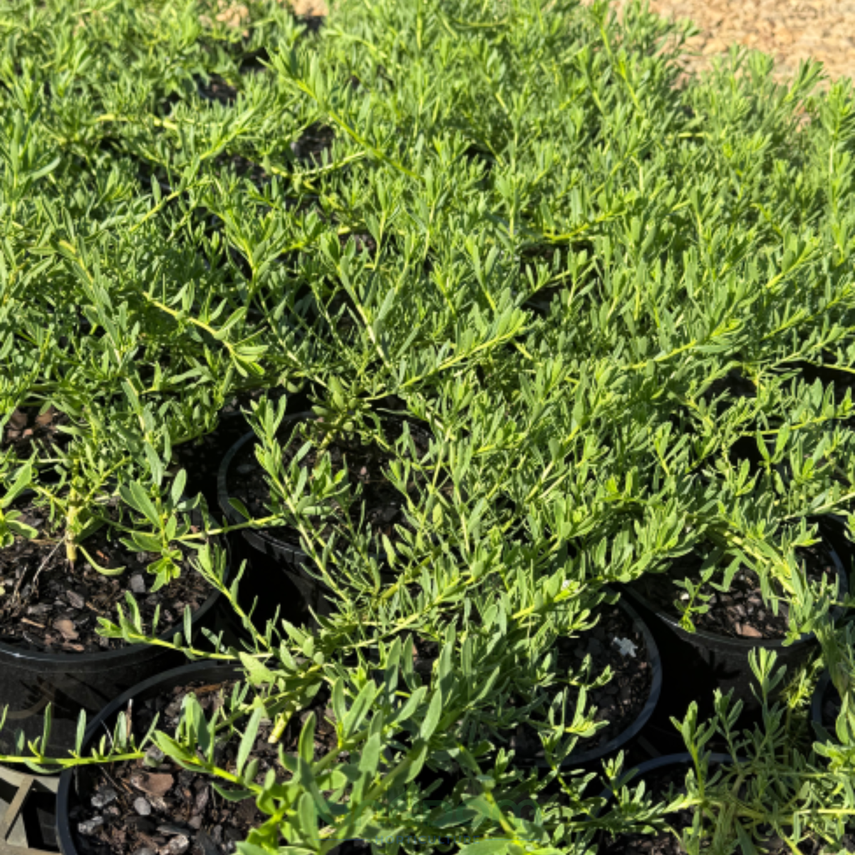 Myoporum parvifolium Broad Leaf Kingdom Horticulture