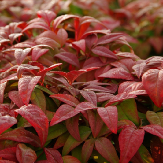 Nandina domestica ‘Blush’ Kingdom Horticulture