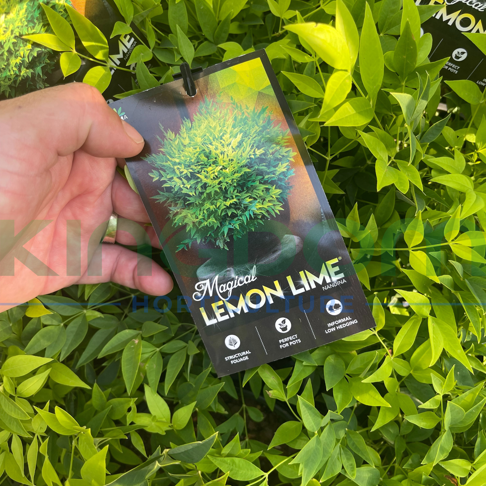 Kingdom Horticulture