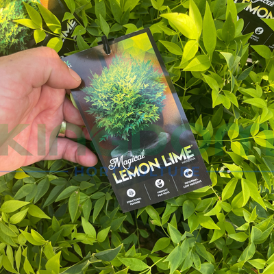 Nandina domestica 'Lemlim' 'Magical Lemon Lime'