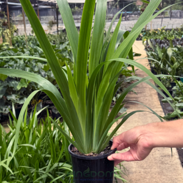 Neomarica gracilis Brazilian Walking Iris