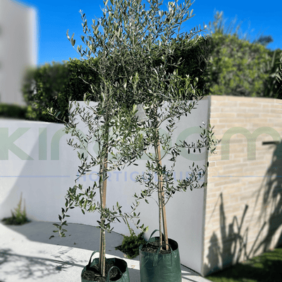 Olea europaea 'Manzanillo Olives' Olive Tree | Multiple Sizes - Kingdom Horticulture