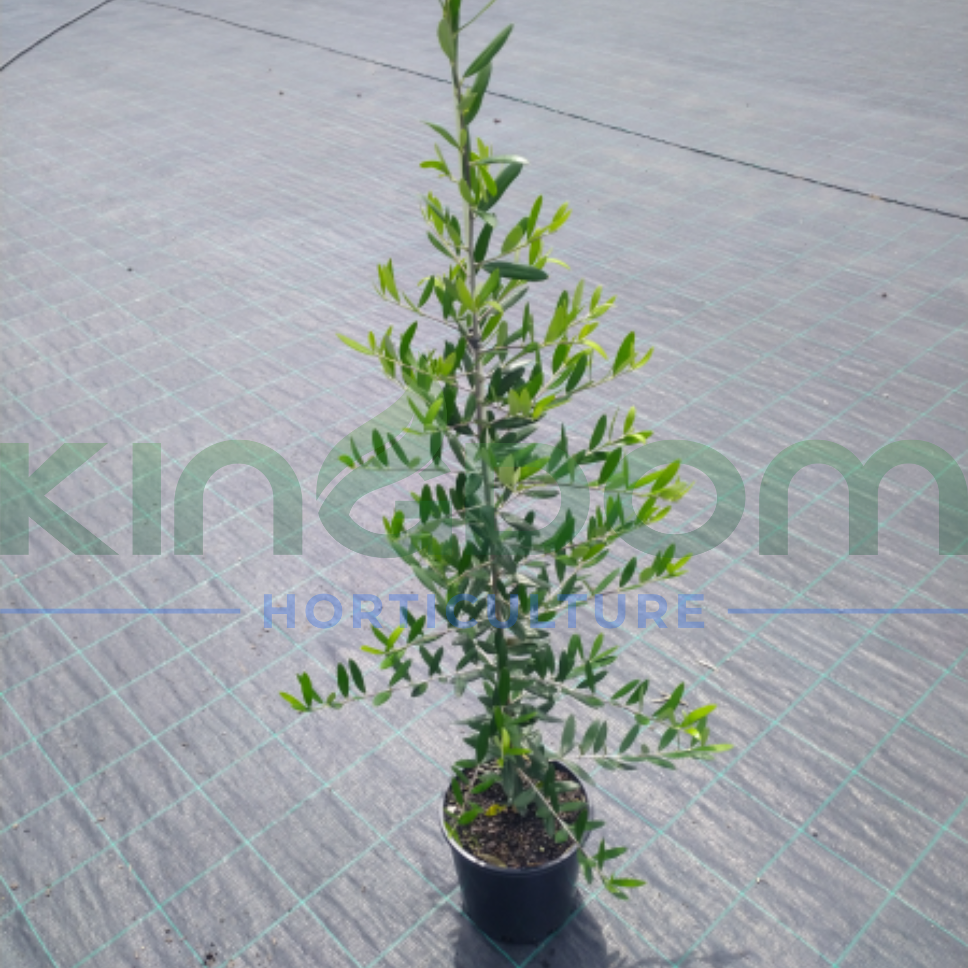 Kingdom Horticulture