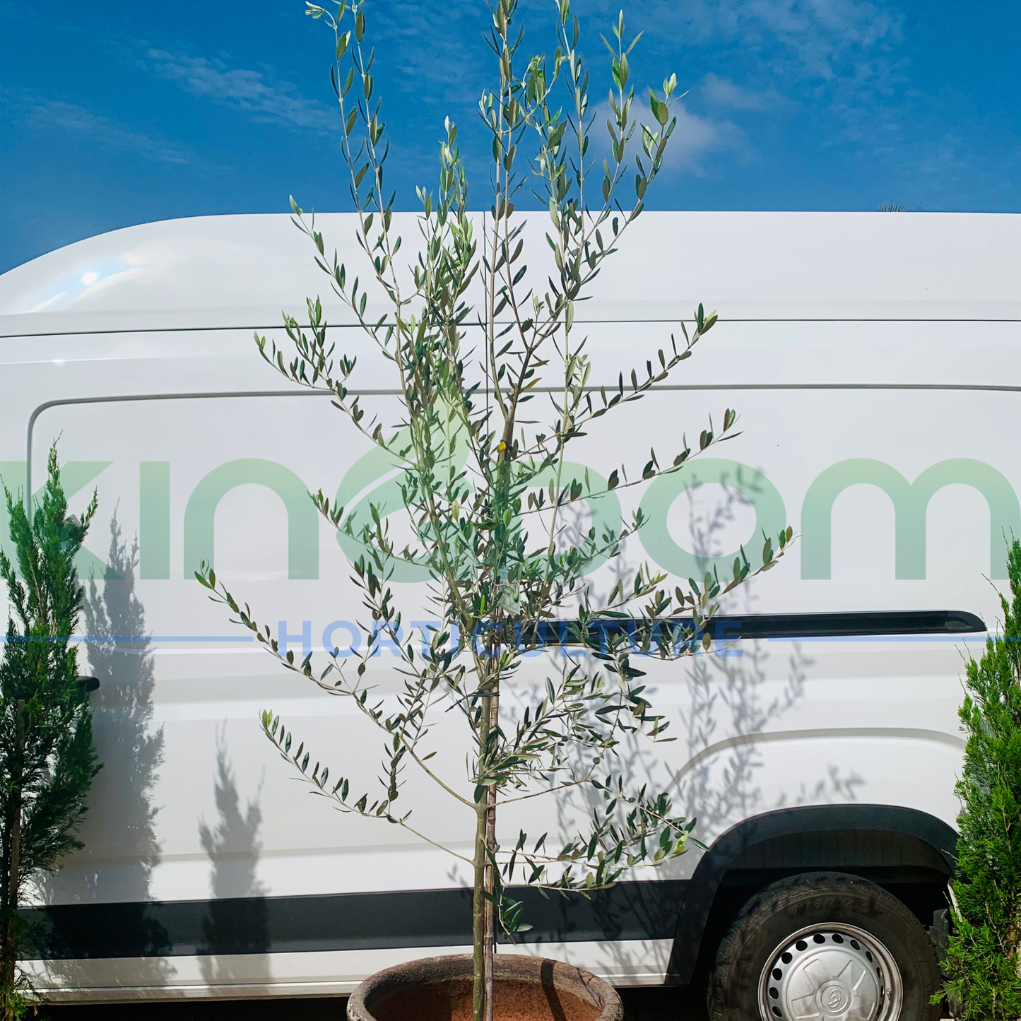 Olea europaea Olive Tree 'Helena' Kingdom Horticulture