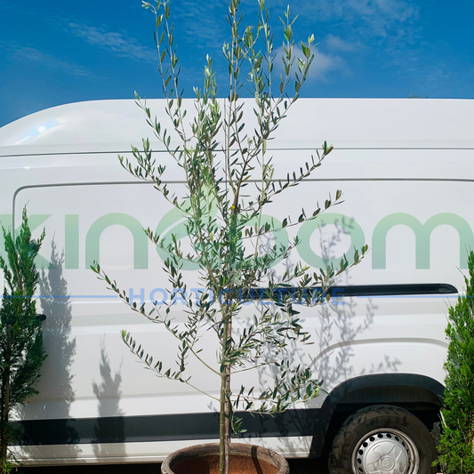 Olea europaea Olive Tree 'Helena' Kingdom Horticulture