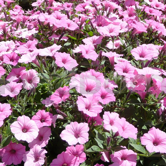 Petunia ‘Supertunia Vista Bubblegum’ Kingdom Horticulture