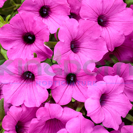 Petunia 'Supertunia Vista Jazzberry' Kingdom Horticulture