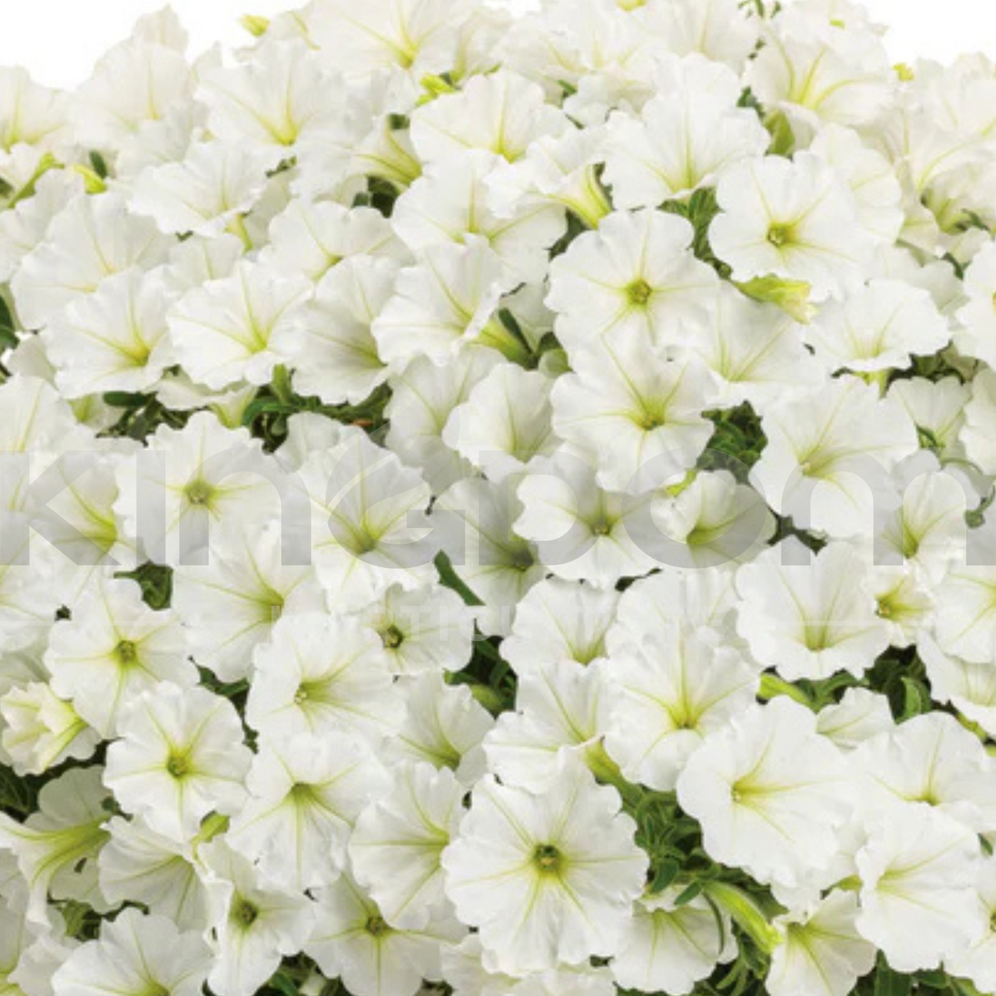 Petunia Supertunia Vista 'Snow Drift' Kingdom Horticulture