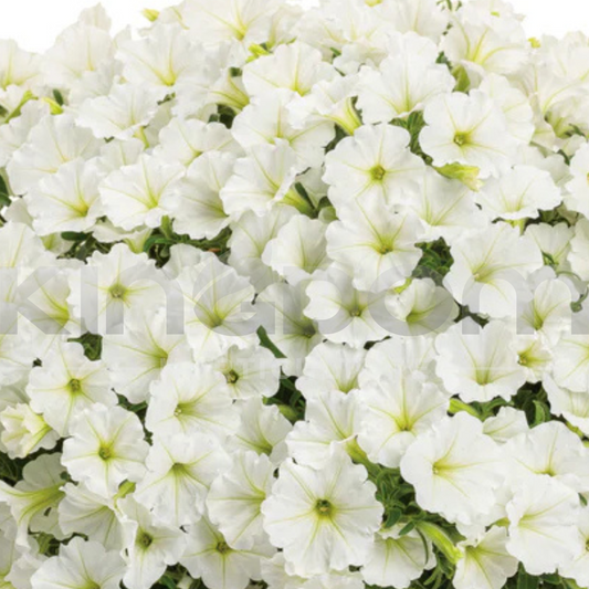 Petunia Supertunia Vista 'Snow Drift' Kingdom Horticulture