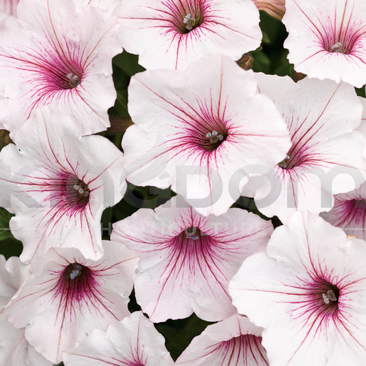 Petunia Supertunia 'Vista Silverberry' Kingdom Horticulture