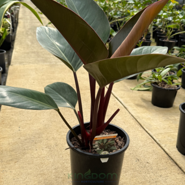 Philodendron Rojo Congo