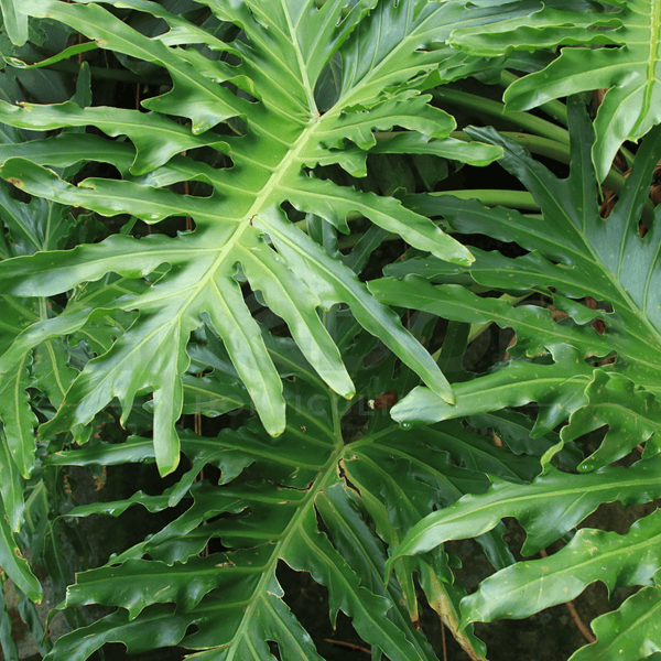 Philodendron 'Lickety Split' 200mm - Kingdom Horticulture
