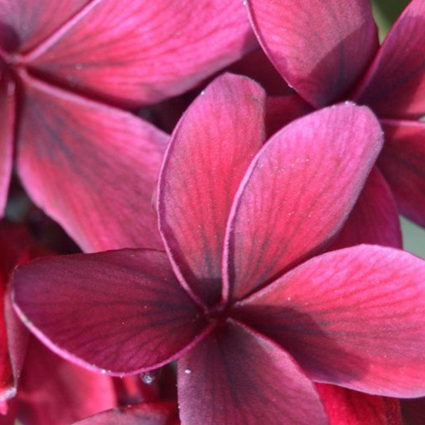 Plumeria rubra ‘Blackjack’ Frangipani