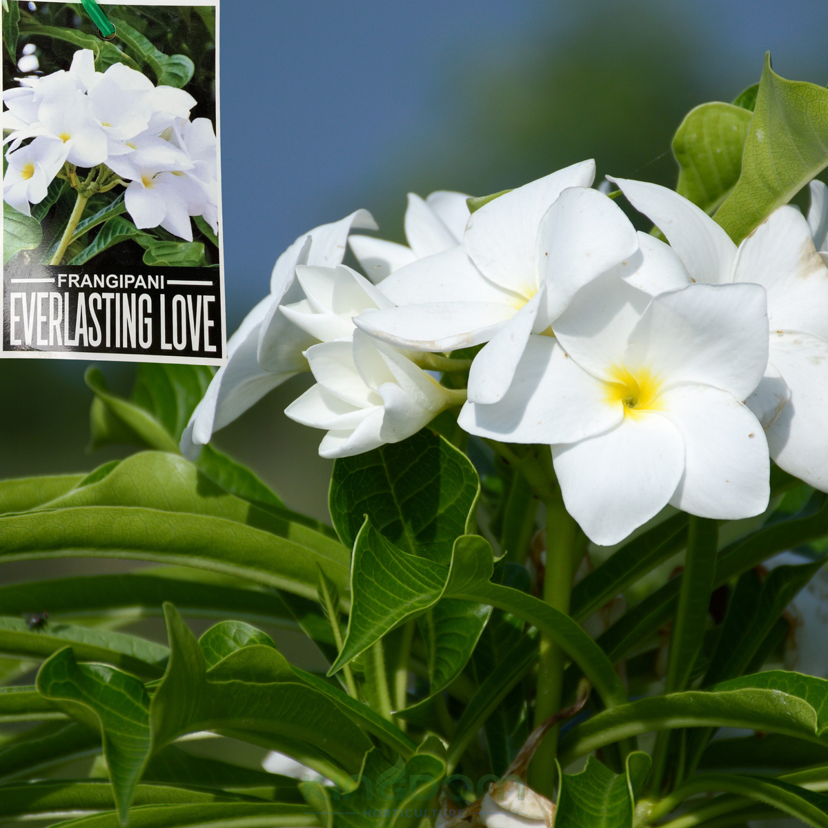 Kingdom Horticulture
