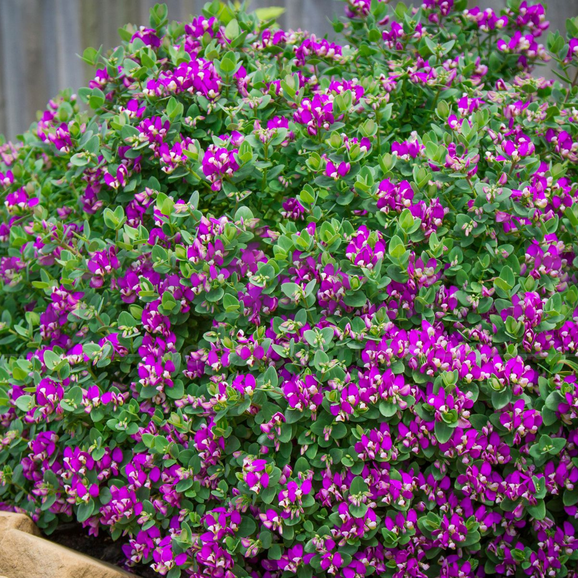 Kingdom Horticulture