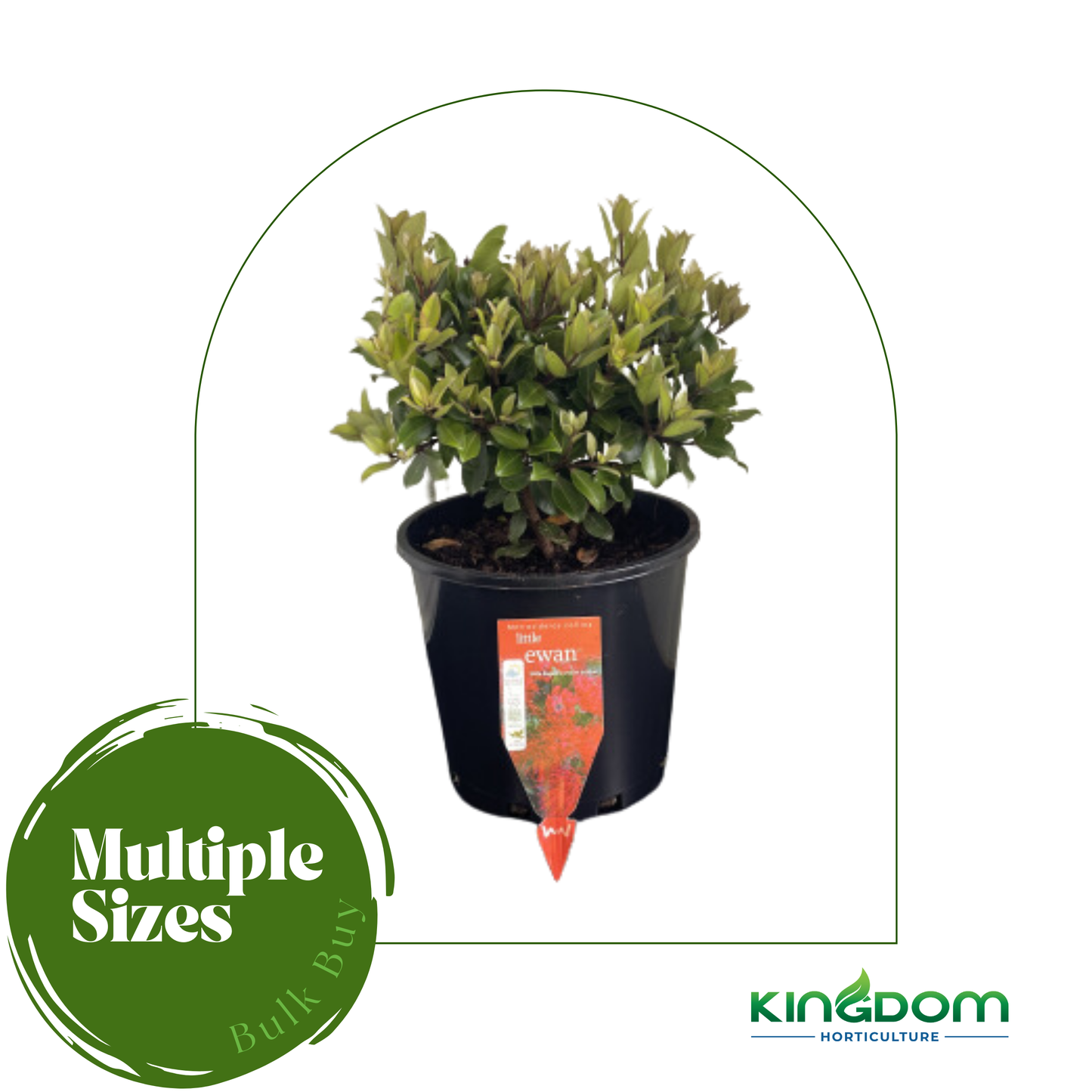 Metrosideros collina 'Little Ewan' | Multiple Sizes Kingdom Horticulture